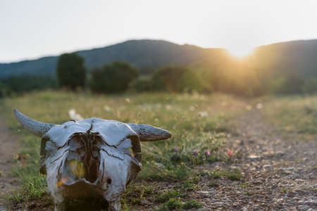 Cow skull at sunsetの写真素材
