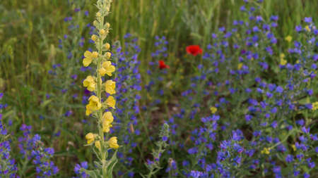 Spring yellow and blue flowers field