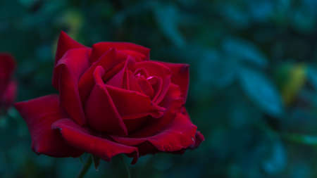 Rose red in the evening closeupの写真素材