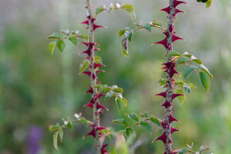 Thorns of red roses close up