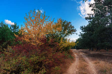 Autumn forest scenery with road and blue skyの写真素材