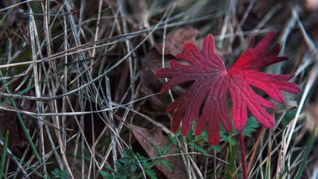 Red autumn leaf closeup