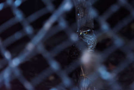 Hawk with yellow eye behind the cageの写真素材