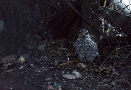 Hawk under sun rays looking towards the cameraの写真素材