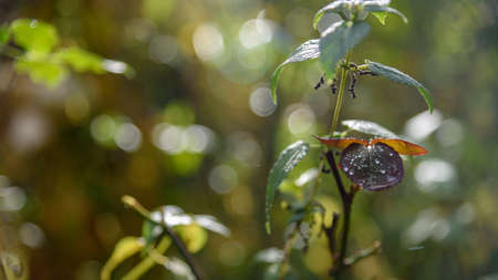 Rose leaves with raindrops closeupの写真素材