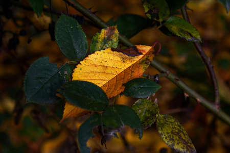 Yellow lonely cherry leaf closeupの写真素材