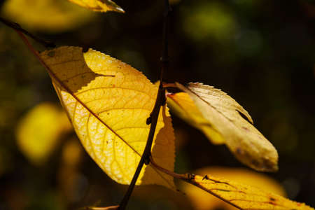 Autumn yellow cherry leaves in shadowの写真素材