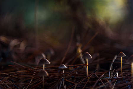 Mushrooms little and pine needles closeupの写真素材