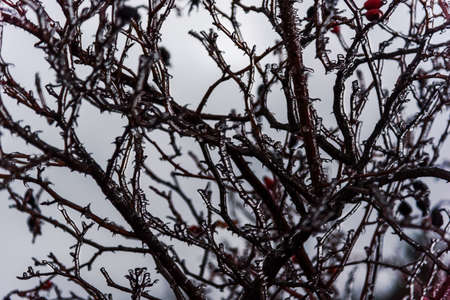 Frozen  tree branches grey skyの写真素材