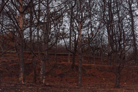 Burnt evergreen old pine forestの写真素材
