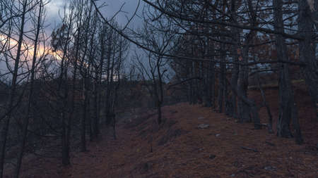 Burnt evergreen pine forest in the dark evening