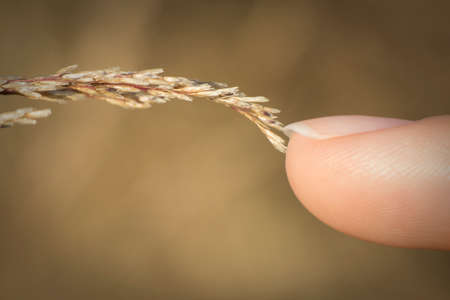 Finger touching wheatの写真素材