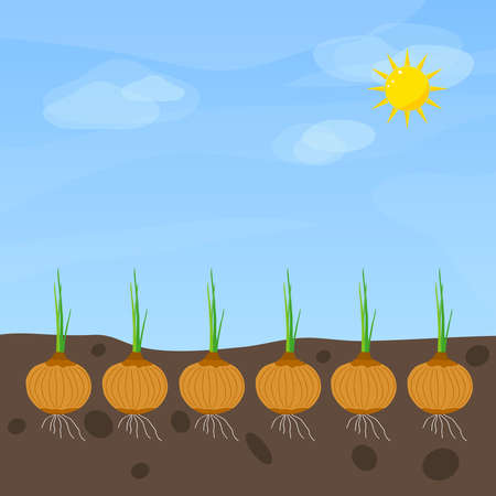 Phases of onion growth. Flat design, vector illustration, vector.のイラスト素材