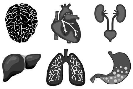 Human organs. Flat design, vector illustration, vector.のイラスト素材