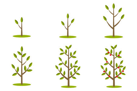 Phases of tree growth. Flat design, vector illustration, vector.のイラスト素材