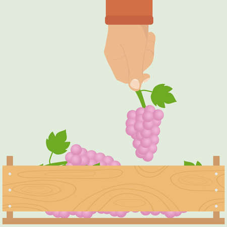 A man's hand with a bunch of grapes. The hand is laying grapes in a box. Flat design, vector illustration, vector.のイラスト素材