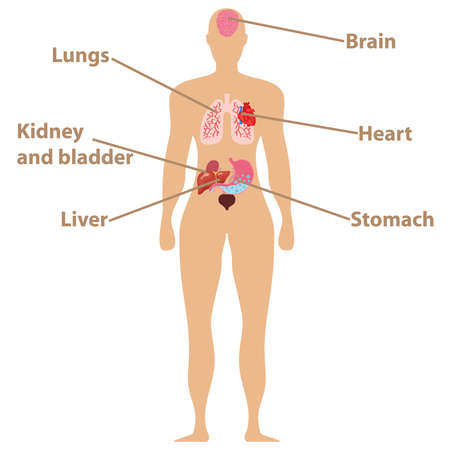Human anatomy icon on white background, vector illustration.のイラスト素材