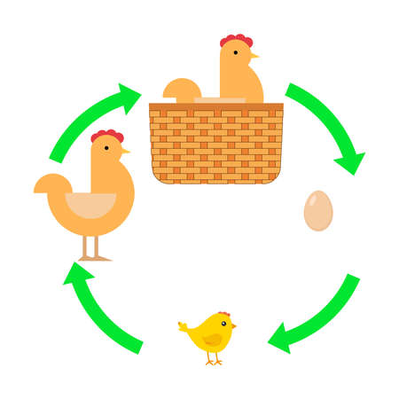 Egg, chick, chicken. The hen took the egg. Flat design, vector illustration, vector.のイラスト素材