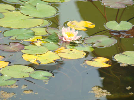 Flowering lily on the water. Green water lilies on the water. The photo.