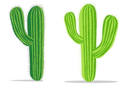 Cactus, realistic green cacti with spines. Cactus with shadow. Flat design, vector illustration, vector.のイラスト素材
