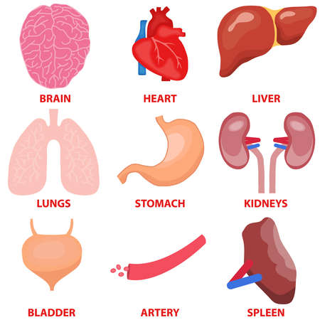 Human organs, a set of internal organs of man. Heart, liver, brain, spleen, stomach flat design, vector illustration.のイラスト素材