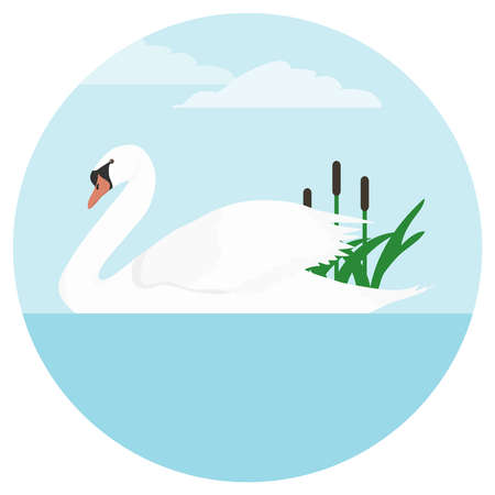 A swan, a white swan floating on the water. Flat design, vector illustration, vector.のイラスト素材