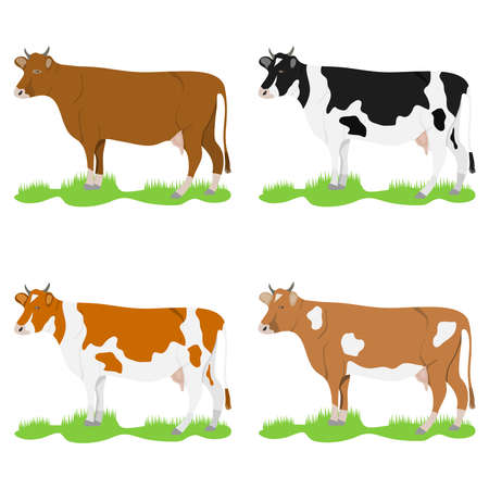Cows, set of cows on a green meadow. Flat design, vector illustration, vector cow.のイラスト素材