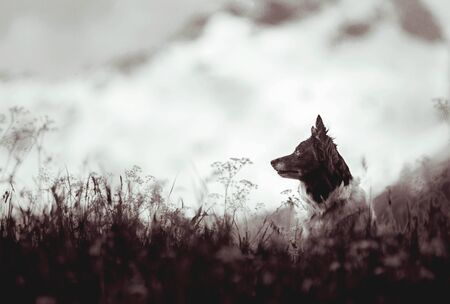Dog - Black and White Border Collie - Sitting on Meadow, Mountains on Background, Monochromatic