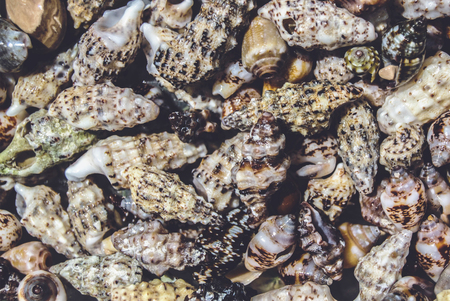 Background: Many Seashells from Mediterranean Sea