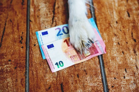 The Dog Paw Lying on the Euros Banknotes.の写真素材