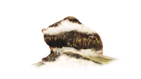 Double Exposition: Bear and Misty Wood.の写真素材