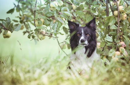 Dog under the Apple Tree. Black and White Border Collie Waiting in Apple Orchard.の写真素材