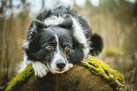 Black and White Border Collie. Dog Lying on the Mossy Log in the Forest.の写真素材