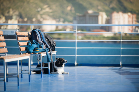 The dog waiting for the luggage on the ferry entering the harbor. Black and White Border Collie.の写真素材