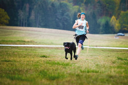 GERMANY, Oberndorf, Geslau - NOVEMBER 3, 2018: Sled Dog Running with Young Woman, Mushing Off Snow Crosscountry Races in Typical Autumnal Weather. Canincross Category. Noisy Photo.のeditorial素材