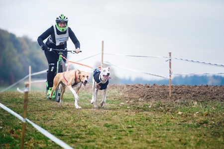 GERMANY, Oberndorf, Geslau - NOVEMBER 3, 2018: Sled Dogs Pulling the Scooter with Woman, Mushing Off Snow Crosscountry Races in Typical Autumnal Weather (Noisy Photo).のeditorial素材