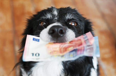 Cute Dog Holding Money in Mouth. Black and White Border Collie with Euro Banknotes.の写真素材