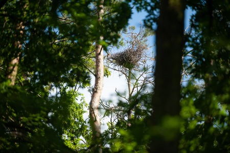 Huge Nest of the Grey Heron on the top branches of tree.の写真素材