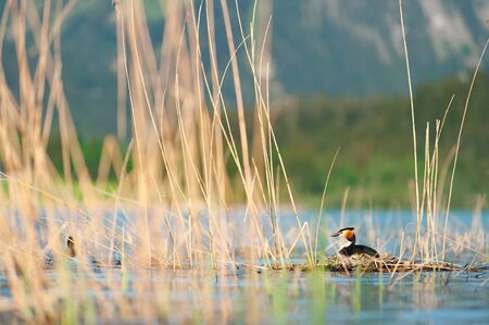 Great crested grebe sitting on eggs in nest. Podiceps cristatus. Wildlife photography with blurred...