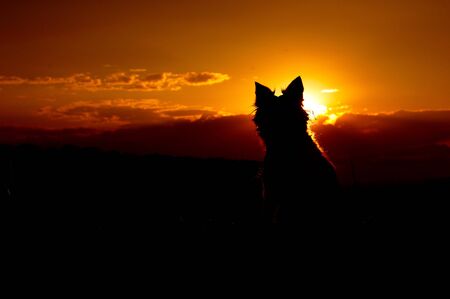 Silhouette of Border Collie. Dog sitting in sunset.の写真素材