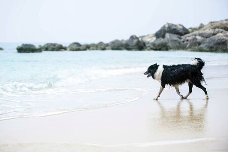 Dog running to the water. Black and White Border Collie on a Sand Beach.の写真素材