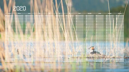 Yearly Wall Calendar Planner Template for Year 2020. Great crested grebe sitting on eggs in nest. Podiceps cristatus. Wildlife photography with blurred mountains on background.の写真素材