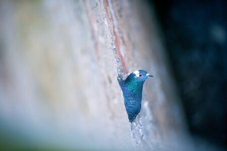 Animals in the city. Pigeons sitting on historical wall.の写真素材