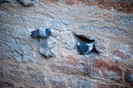 Animals in the city. Pigeons sitting on historical wall.の写真素材