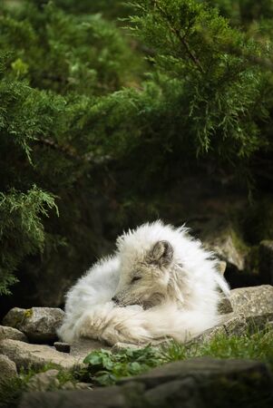 Polar Fox Sleeping on the Stones under the Bush