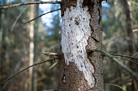 Ill tree in central Europe attacked by bark beetle.