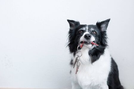 Grinning border collie with keys. Dog holding a bunch of keys in mouth.