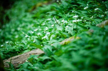 Spring in european forest. Allium ursinum known es wild garlic, ramsons, buckrams, broad-leaved...
