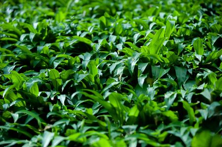 Spring in european forest. Allium ursinum known es wild garlic, ramsons, buckrams, broad-leaved garlic, wood garlic, bear leek or bear's garlic.の写真素材