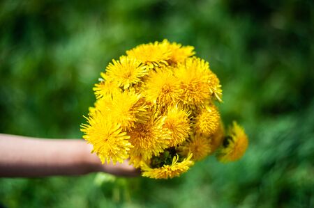 Bouquet of yellow blooming dandelions on green background. Very low depth of the field.